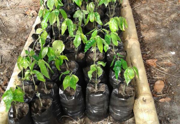 Consórcios agrícolas de sistemas agroflorestais em Parintins contarão com viveiro para mil mudas 